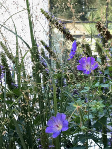 purple wildflowers trout lily garden design katonah ny