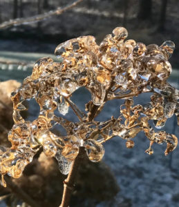 winter ice on flower stem trout lily garden design katonah ny
