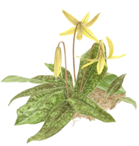 trout lily logo trout lily garden design bedford ny