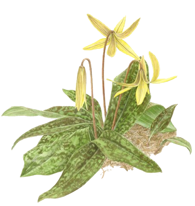 trout lily logo trout lily garden design bedford ny