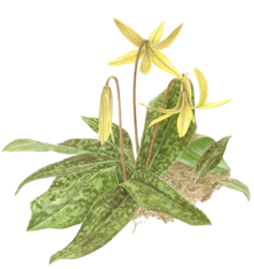 graphic of a trout lily