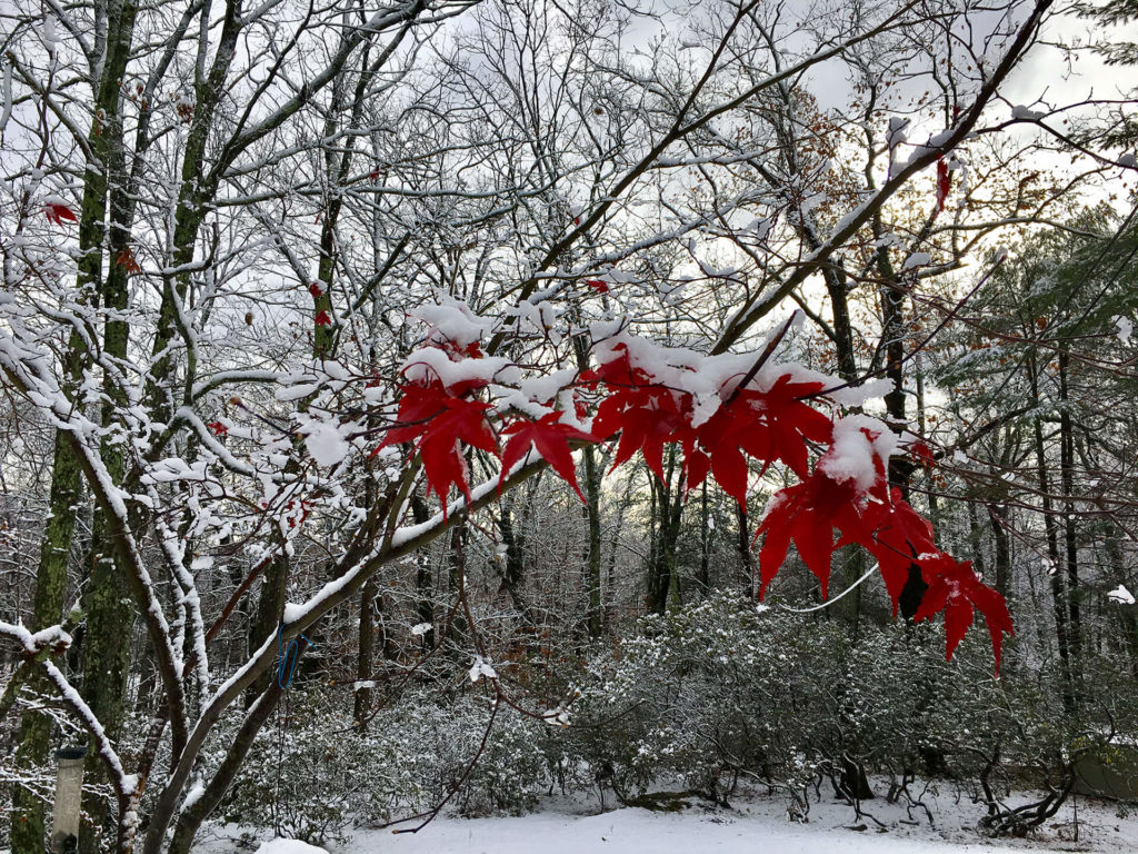 winterleaves Trout Lily Garden Design