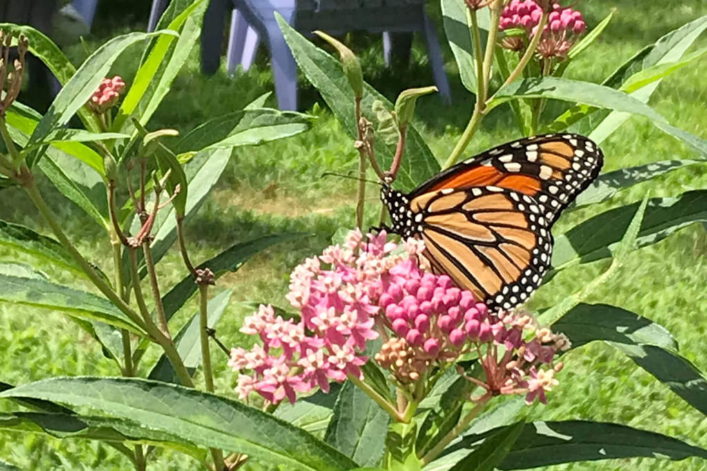 Trout Lily Garden Design