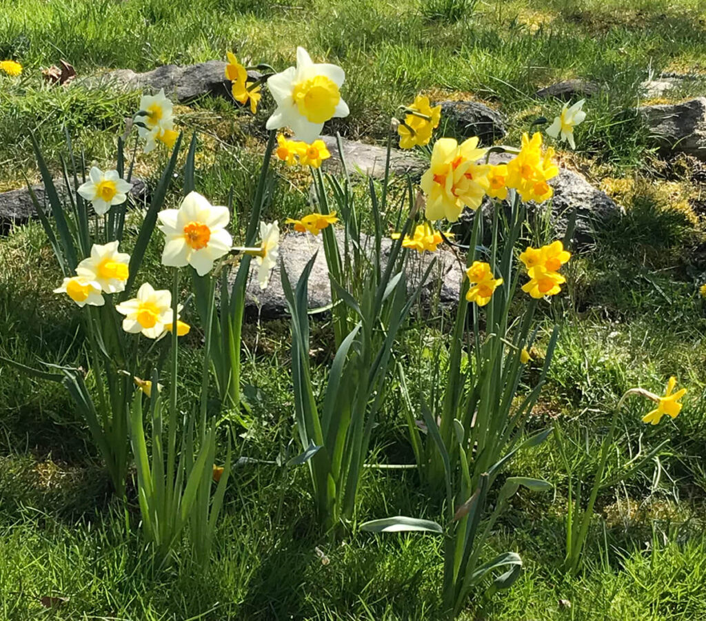 daffodils Trout Lily Garden Design