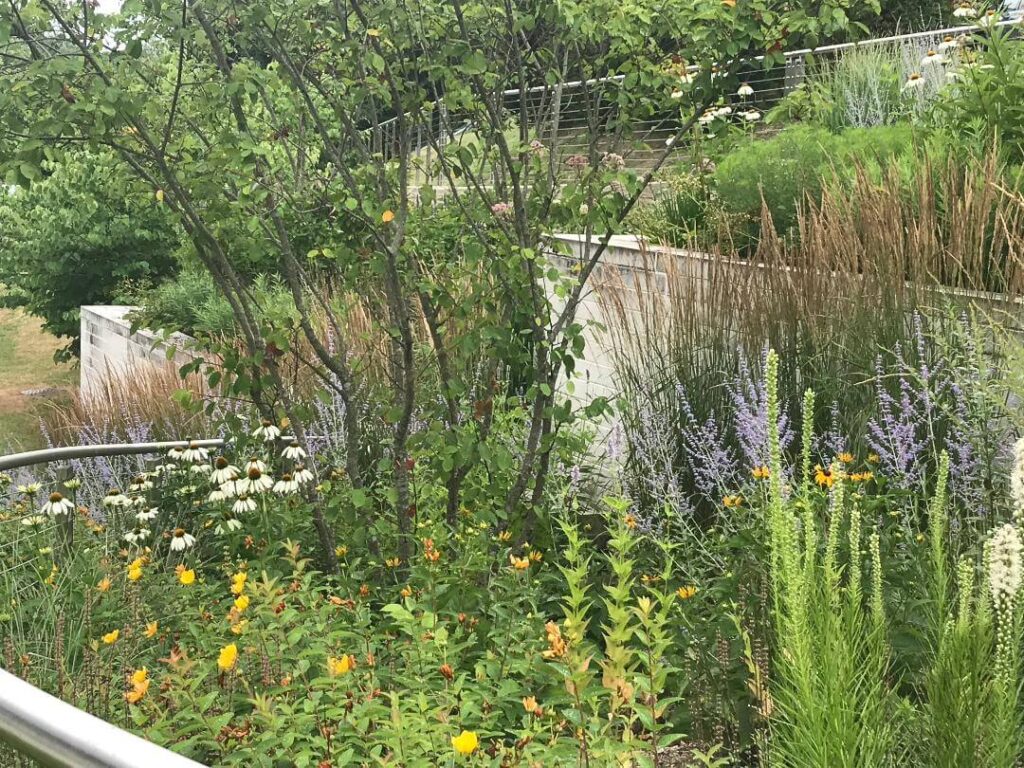 publicspaces2 Trout Lily Garden Design