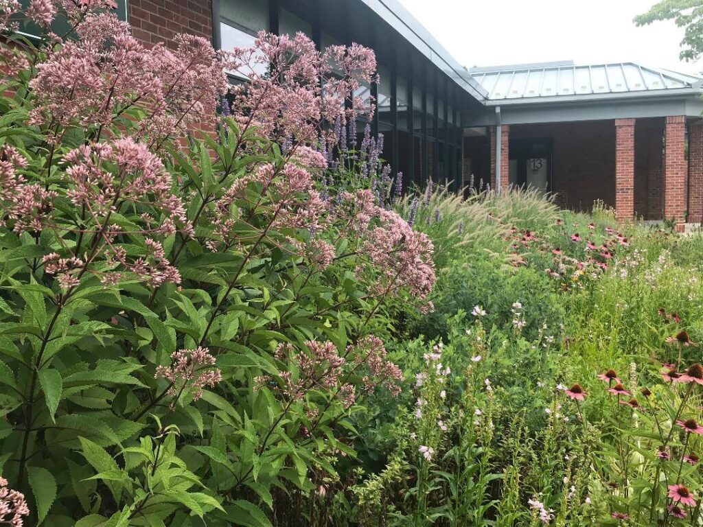 publicspaces5 Trout Lily Garden Design