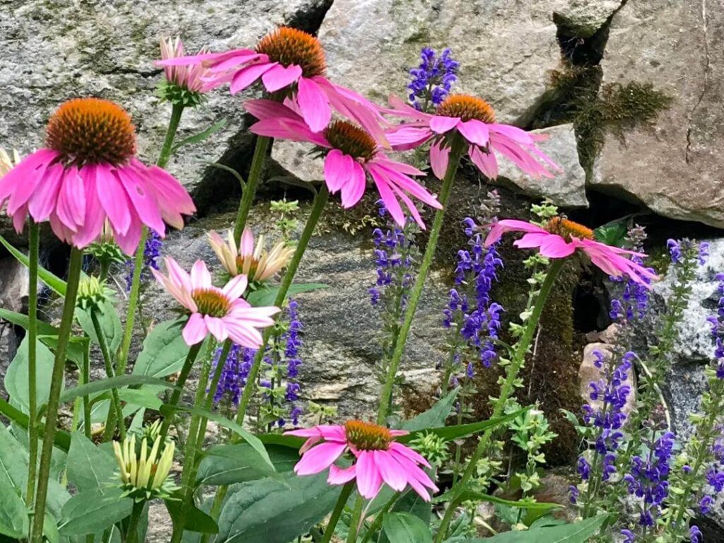 residential4 Trout Lily Garden Design