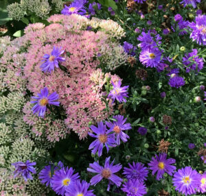 perfect plants hero light purple daisies and pink hydrangeas trout lily garden design pound ridge ny