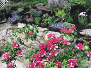 red laurel on rocks with other purple plantings