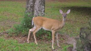 doe standing in back yard in front of tree